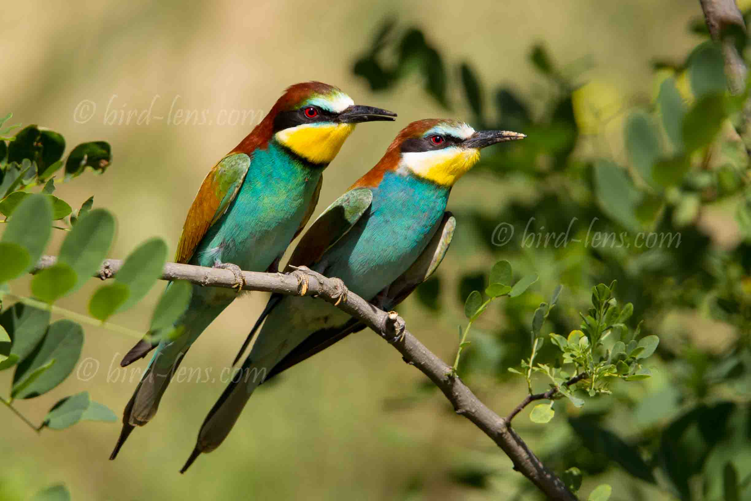 Bienenfresser (europ.)